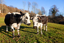 Vallee de Munster cows,  a Vosgian breed of cow in a meadow, Haut Rhin, France.