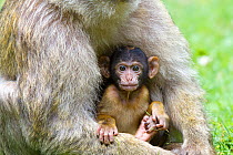 Barbary macaque (Macaca sylvanus), mother and baby, captive.