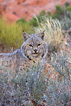 Bobcat ( Lynx rufus) portrait, Utah, USA. Captive.