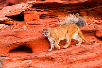 Cougar or Mountain lion (Puma concolor) walking past red cliffs, Utah, USA. Captive.