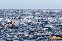 Long-beaked common dolphin (Delphinus capensis) pod during the Sardine run, Seal Island, South Africa.