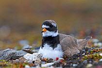 Ringed plover (Charadrius hiaticula) on the nest Svalbard, Norway.