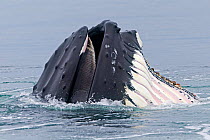 Humpback whale (Megaptera novaeangliae) feeding at the surface, showing expandable throat grooves, Svalbard, Norway.