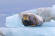Bearded seal (Erignathus barbatus) hauled out on the ice, Svalbard, Norway.