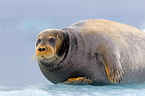 Bearded seal (Erignathus barbatus) hauled out on ice, Svalbard, Norway.