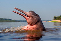 Amazon river dolphin (Inia geoffrensis) Rio Negro, Amazonas, Brazil.