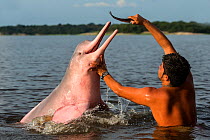 Local fisherman feeding wild Amazon river dolphin (Inia geoffrensis) Rio Negro, Amazonas, Brazil.