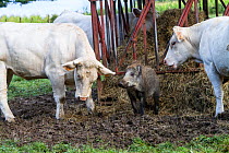 Wild boar ( Sus scrofa ) watched with curiosity by Charolais cow, Haute Saone, France.
