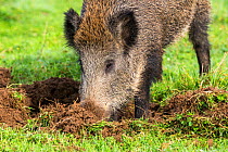 Wild boar (Sus scrofa) digging up ground for worms, Haute Saone, France.