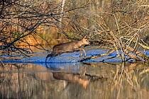 European roe deer (Capreolus capreolus) , a female crossing water, Rhine Forest, Alsace, France.