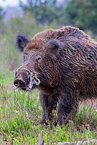 Wild boar (Sus scrofa), adult male drooling, Haute Saone, France,