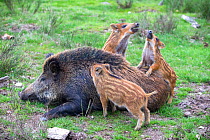 Wild boar (Sus scrofa) male with piglets playing around it, Haute Saone, France.