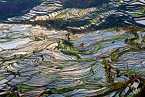 Rice terraces, at Laohuzui, Yunnan, China.