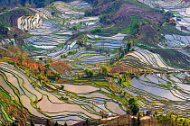 Rice terraces at Laohuzui, Yunnan, China.