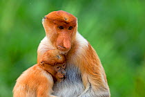 Proboscis monkey  (Nasalis larvatus), adult female with suckling baby, Sabah, Borneo.