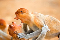 Proboscis monkey or long-nosed monkey (Nasalis larvatus) juveniles play fighting, Sabah, Borneo.