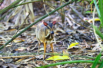 Lesser mouse-deer (Tragulus kanchil) Sabah, Borneo.