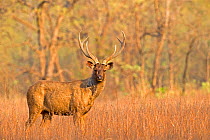Sambar deer (Rusa unicolor), Tadoba National Park, Maharashtra, India.
