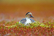 Silvery grebe (Podiceps occipitalis) on nest, Torres del Paine National Park, Patagonia, Chile.