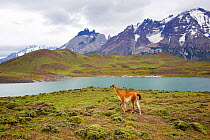 Guanaco (Lama guanicoe) with lake and mountain background, Torres del Paine National Park, Patagonia, Chile.