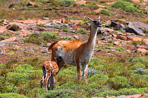Guanaco (Lama guanicoe), adult female with calf suckling Torres del Paine National Park, Patagonia, Chile.