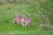 Two Cougar / Mountain lion (Puma concolor) cubs playing together with motion blur. Torres del Paine National Park, Chile.