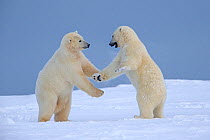 Polar Bear (Ursus maritimus), two juveniles  play fighting, Kaktovik, Alaska, USA.