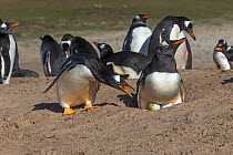 Gentoo penguin (Pygoscelis papua papua), on the nest, Saunders Island, Falkland Islands.