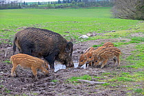Wild Boar (Sus scrofa) sow and piglets, drinking from a puddle, Haute Saone, France.