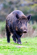 Wild boar (Sus scrofa), adult male, Haute Saone, France.