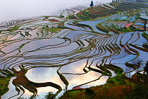 Rice terraces at sunrise, near Duoyishu village, Yunnan Province, China.