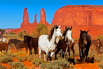 Wild horses, Monument valley tribal park, Navajo reserve, Utah, USA. April.