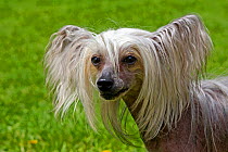 Chinese crested dog, portrait, France.
