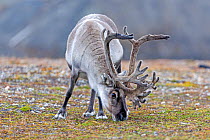 Norway, Spitzbergern, Svalbard, Ny-Alesund, Reindeer (Rangifer tarandus), grazing in the tundra Svalbard, Norway.