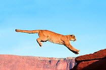 Cougar or Mountain Lion (Puma concolor) leaping, Utah, USA. Captive.