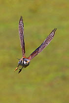 American kestrel  (Falco sparverius), in flight,  Pantanal, Mato Grosso, Brazil.