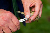 Common Chiffchaff, or Chiffchaff (Phylloscopus collybita) bird ringing, Ile Erstein, Alsace, France.