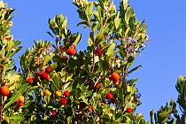 Strawberry tree (Arbutus unedo) Maritime Alpes, France.