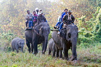 Domesticated Asian elephant (Elephas maximus), used for safaris, Kaziranga National Park, Assam, India.