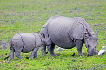 Indian rhinoceros ( Rhinoceros unicornis), adult female and baby, Kaziranga National Park, Assam, India.