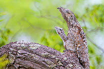 Great potoo (Nyctibius grandis) female with young resting on a branch, Pantanal, Mato Grosso, Brazil.