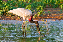 Jabiru stork (Jabiru mycteria), fishing  Pantanal, Mato Grosso, Brazil.