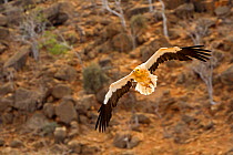 Egyptian vulture (Neophron percnopterus), in flight, Socotra Island, UNESCO World Heritage Site, Yemen