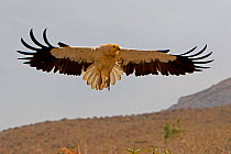 Egyptian vulture  (Neophron percnopterus), in flight Socotra Island, UNESCO World Heritage Site, Yemen