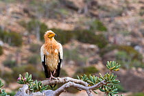 Egyptian vulture  (Neophron percnopterus) perched, Socotra Island, UNESCO World Heritage Site, Yemen