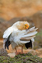 Egyptian vulture  (Neophron percnopterus) preening,  Socotra Island, UNESCO World Heritage Site, Yemen