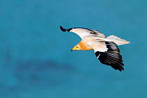 Yemen, Aden Governorate, Socotra Island, listed as World Heritage by UNESCO, Egyptian vulture  (Neophron percnopterus), in flight