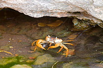 Socotran freshwater crab (Socotra pseudocardisoma) Homhil plateau, Socotra Island, UNESCO World Heritage Site, Yemen
