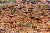 Dragon's blood tree (Dracaena cinnabari) Homhil plateau, Socotra Island, UNESCO World Heritage Site, Yemen.