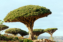 Dragon's blood tree (Dracaena cinnabari) Socotra Island, UNESCO World Heritage Site, Yemen.